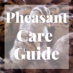 Pheasant Care Guide